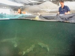 Ciência busca caminhos para suprir escassez de pescados no mar