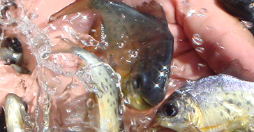 Peixes serão vendidos a preço popular para a Semana Santa em Cuiabá