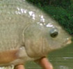 tilapia