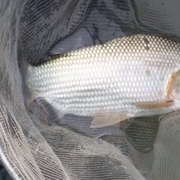 Em meio à lama no rio Doce, pesquisadores descobrem espécie de peixe