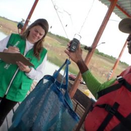 4 dicas para ter sucesso na biometria e na classificação dos peixes