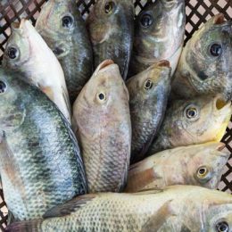 Produção brasileira de tilápia cresce 80% em dez anos