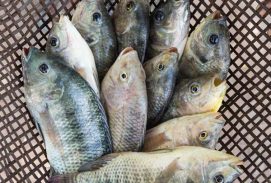 Produção brasileira de tilápia cresce 80% em dez anos
