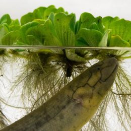 Estudo da UFSCAR revela ajustes cardiorrespiratórios em Peixes