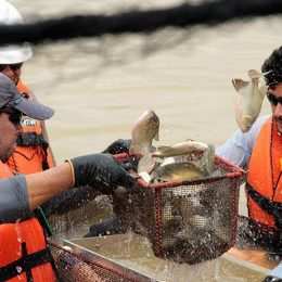 Tambaquis de cativeiro engordam na Vila Nova de Teotônio