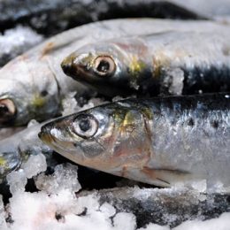 Pesquisa visa desenvolver rações para peixes marinhos criados em cativeiro