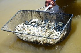 Emater apoia ação para fortalecer piscicultura no Norte paranaense