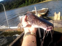 Diversificação da atividade da piscicultura é incentivada em AL