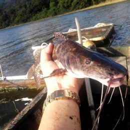 Diversificação da atividade da piscicultura é incentivada em AL