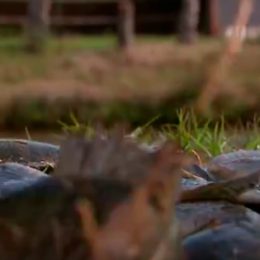 Criação de peixes cresce no Paraná e atrai novos investimentos