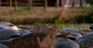 Criação de peixes cresce no Paraná e atrai novos investimentos