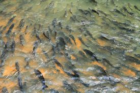 Com início da piracema, pesca de peixes nativos fica proibida no PR