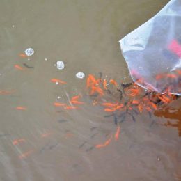 Lago municipal recebe carpas coloridas