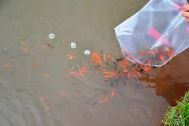 Lago municipal recebe carpas coloridas