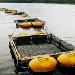 Curso: Piscicultura - Técnicas Básicas de Criação