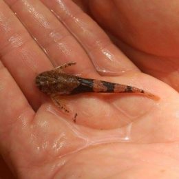 Novos peixes são descobertos na bacia do Rio São Francisco