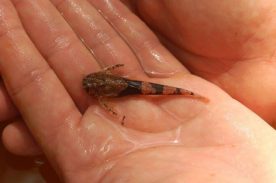 Novos peixes são descobertos na bacia do Rio São Francisco