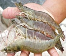 Produção e cultivo de peixes e camarão na Paraíba serão discutidos em encontro
