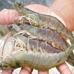 Produção e cultivo de peixes e camarão na Paraíba serão discutidos em encontro
