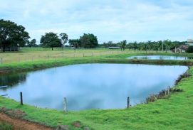 Curso orientará piscicultores sobre criação em viveiros escavados