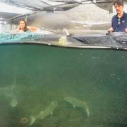Ciência busca caminhos para suprir escassez de pescados no mar