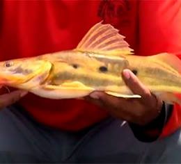 No Pantanal, diversidade de peixes faz a alegria dos pescadores