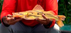 No Pantanal, diversidade de peixes faz a alegria dos pescadores