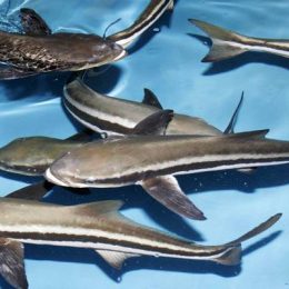 Bijupirá, o salmão brasileiro