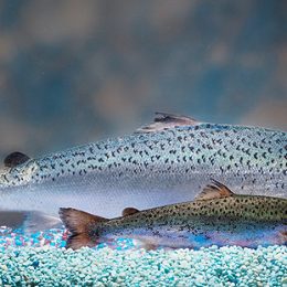 Salmão supera o camarão no mercado mundial