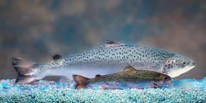 Salmão supera o camarão no mercado mundial