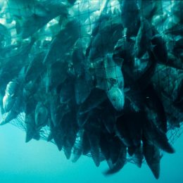 Sobrepesca atinge um terço do estoque mundial de peixes