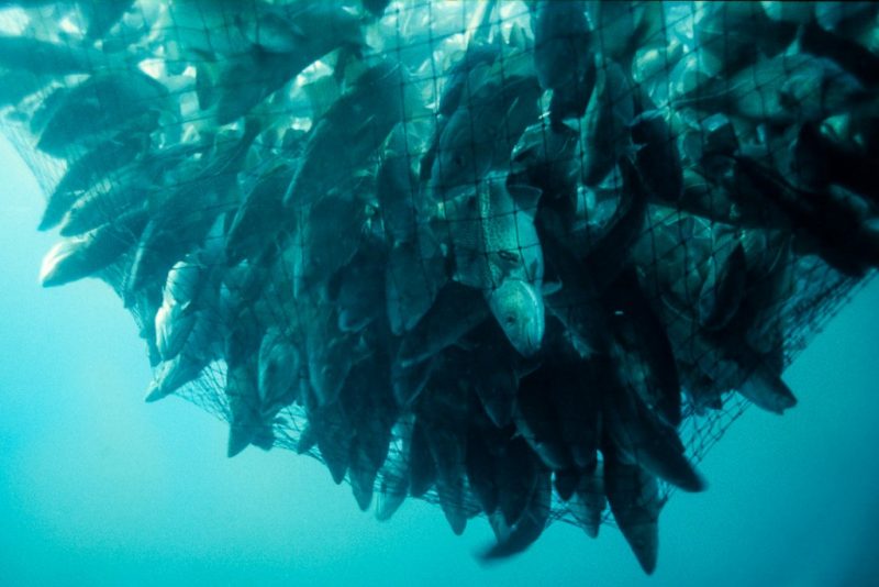 Sobrepesca atinge um terço do estoque mundial de peixes