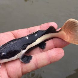 Alevinos de Pirarara