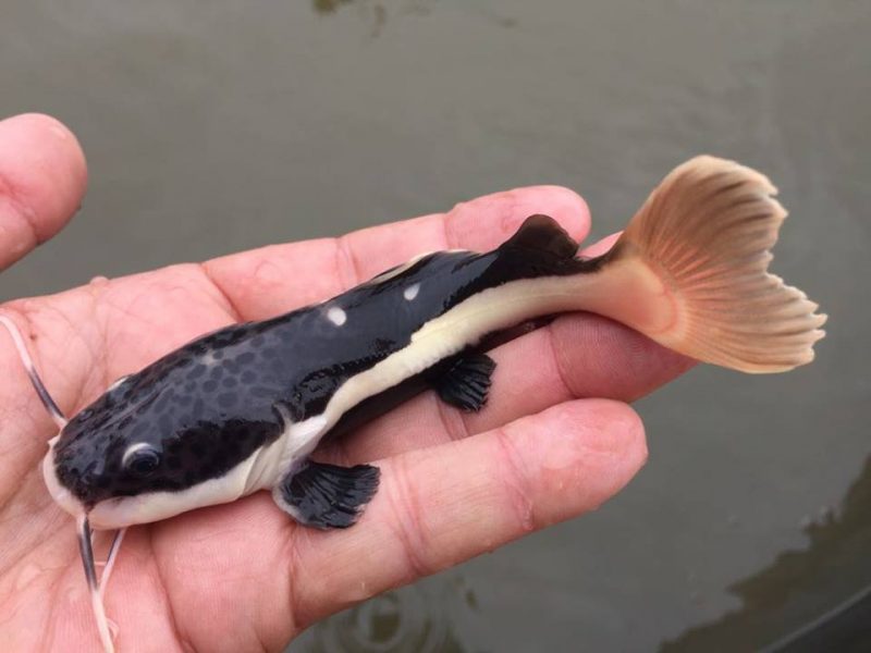 Alevinos de Pirarara