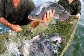 Produtores de peixes buscam alternativas para manejo sustentável