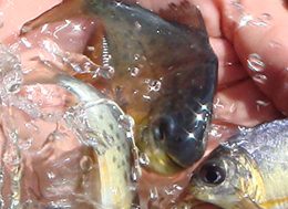 Ministro participa de evento sobre pesca e aquicultura