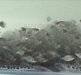 peixes