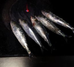 sardinha