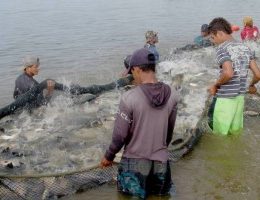 Técnicos fazem curso sobre piscicultura de água doce