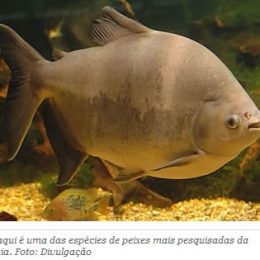 Embrapa realiza capacitação sobre cultivo de tambaqui