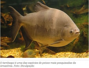 Embrapa realiza capacitação sobre cultivo de tambaqui