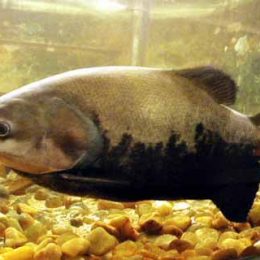 Governo prorroga isenção de ICMS para tambaqui e pirarucu