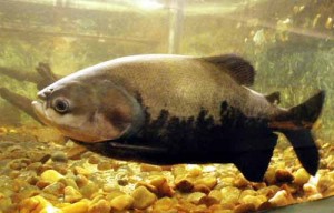 Governo prorroga isenção de ICMS para tambaqui e pirarucu