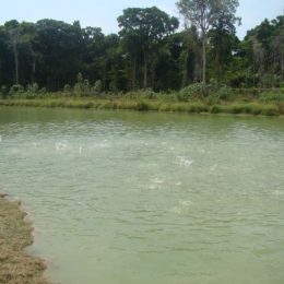piscicultora alimentando peixes