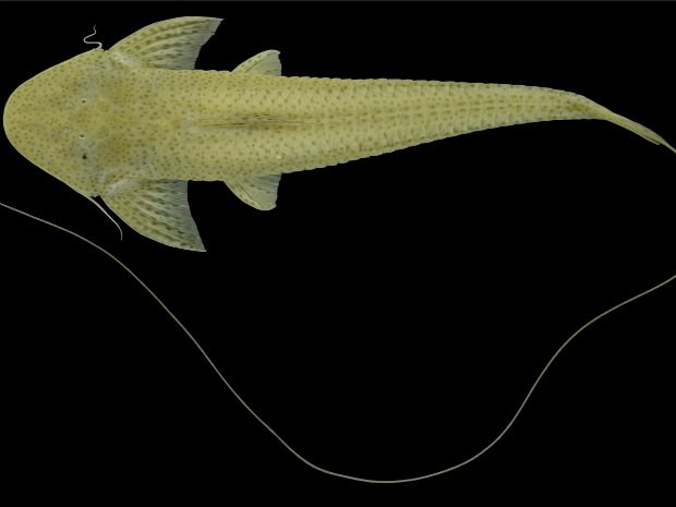 nome_cientifico_planiloricaria_cryptodon_tamanho_aproximado_25.3_cm_uma_especie_rara_na_bacia_amazonica_sendo_encontrada_som