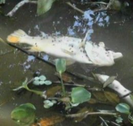 Peixes de várias espécies aparecem mortos em lago de Mato Grosso