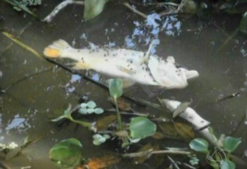 Peixes de várias espécies aparecem mortos em lago de Mato Grosso