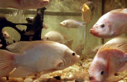 Conheça a reprodução natural de alguns peixes