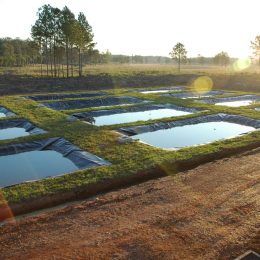 Produtores de peixes em Mato Grosso terão cursos de capacitação
