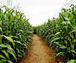 Produtividade brasileira de grãos cresce 24% em dez anos